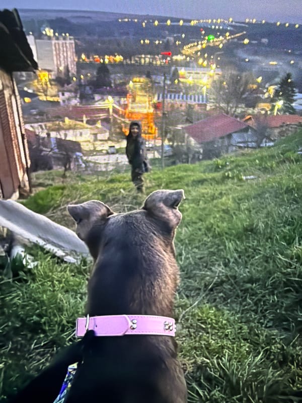 Morning moments with grey pitbull captured across indoor outdoor settings