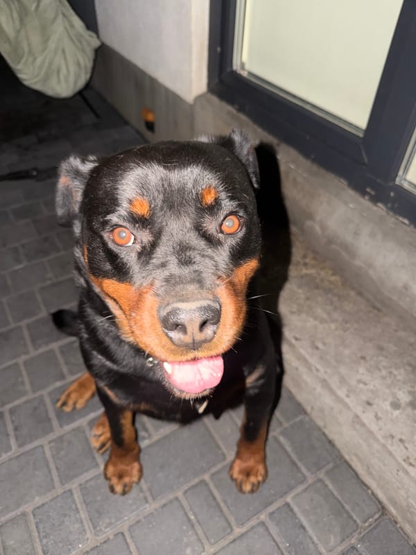 Rottweiler on a patio, fully locked in on the camera.