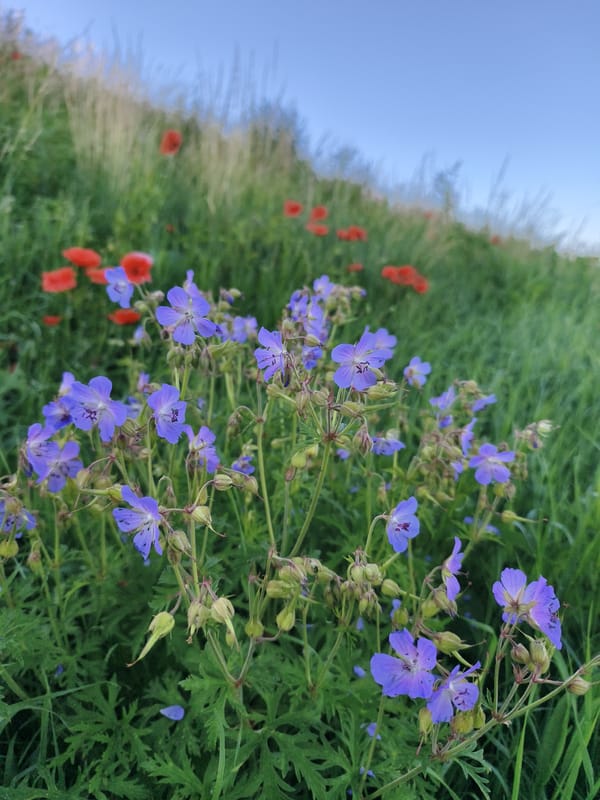 Wildflower close-ups from a meadow in Tczew, Poland