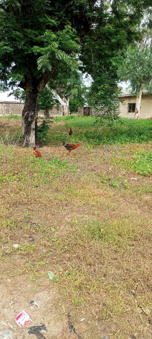 Everyday street scenes across Jalingo, Nigeria
