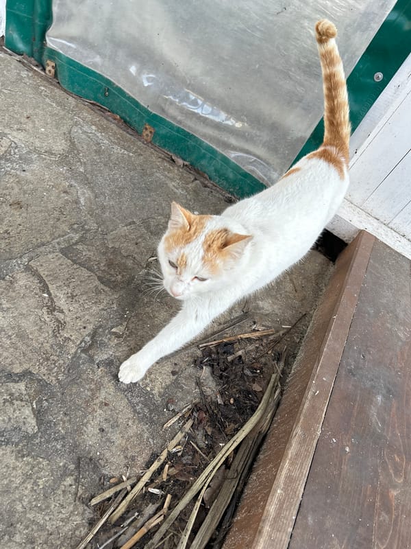 Cats spotted around residential areas in Ravda, Bulgaria