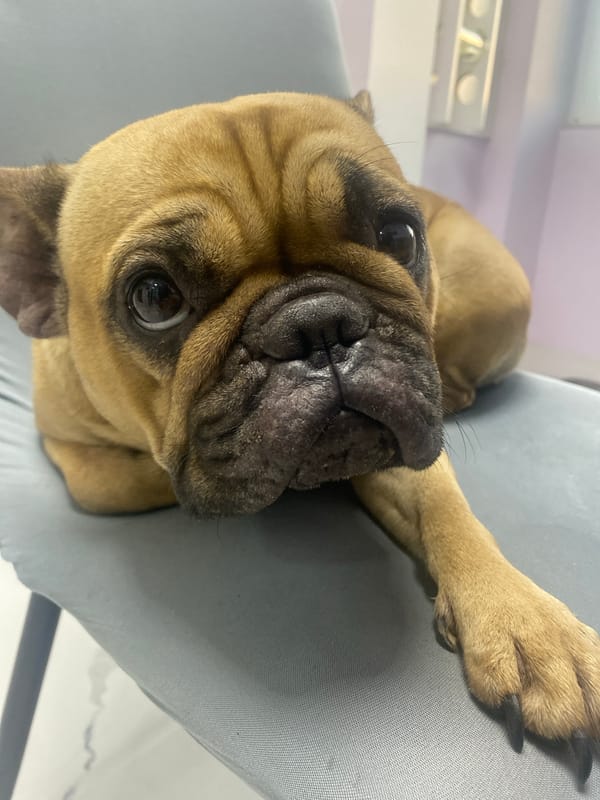 French Bulldog photographed resting on furniture in Sofia