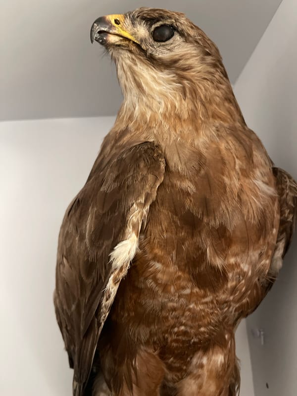 Natural history museum bird and skeleton exhibit, Tel Aviv
