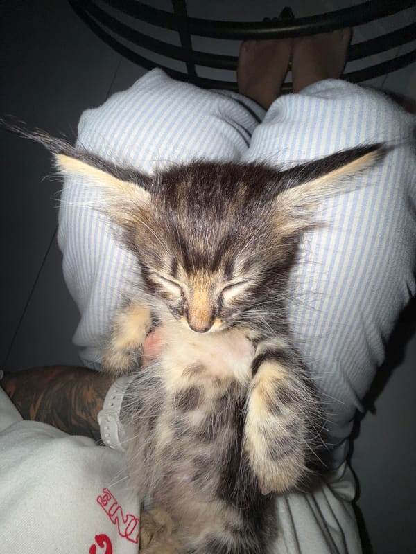 Tabby kitten sleeps peacefully on lap in North Kuta