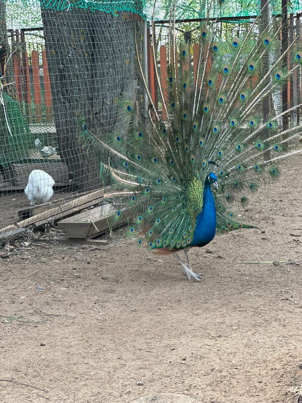 Park visitors document peacocks, ducks, birch trees during morning outing