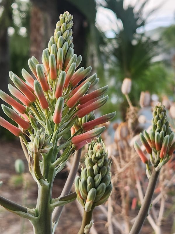 Aloe vera in bloom, up close in Altamonte Springs