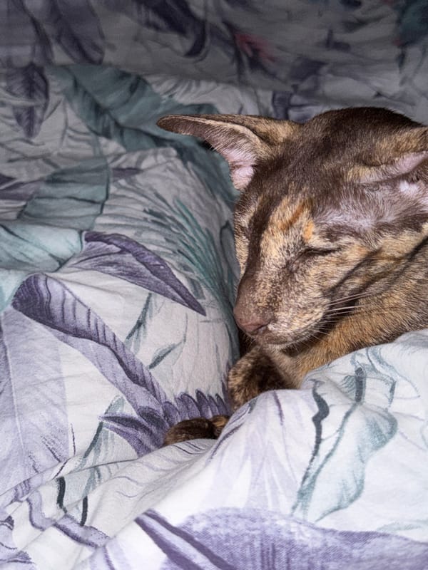 Brown tabby cat rests on patterned bedding