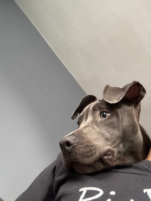 Gray pit bull dog photographed indoors in Varna