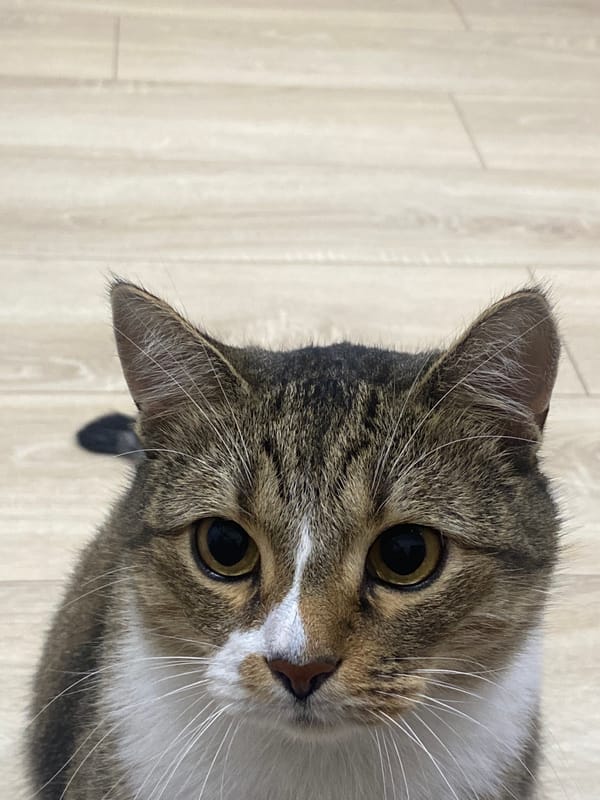 Tabby cat indoors and a night walk on a Novokuybyshevsk trail