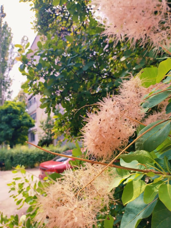 A quiet summer morning in a Ukrainian garden, flowers to breakfast.