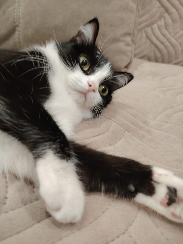 Domestic cats documented in routine indoor activities over afternoon
