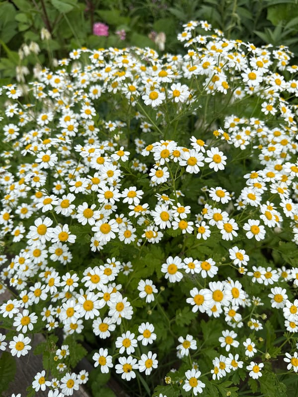 Summer afternoon in a Russian village, flowers and selfies