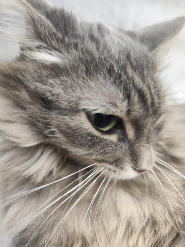 Gray tabby cat photographed resting on garment