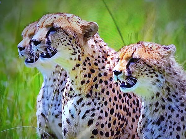 Wildlife and nature imagery across species and habitats