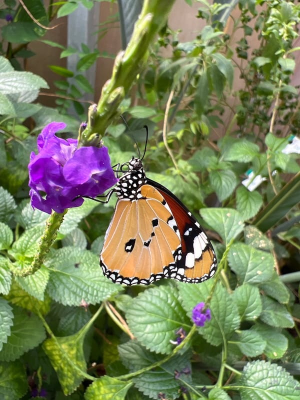 Butterflies spotted feeding on flowers and fruit in London garden