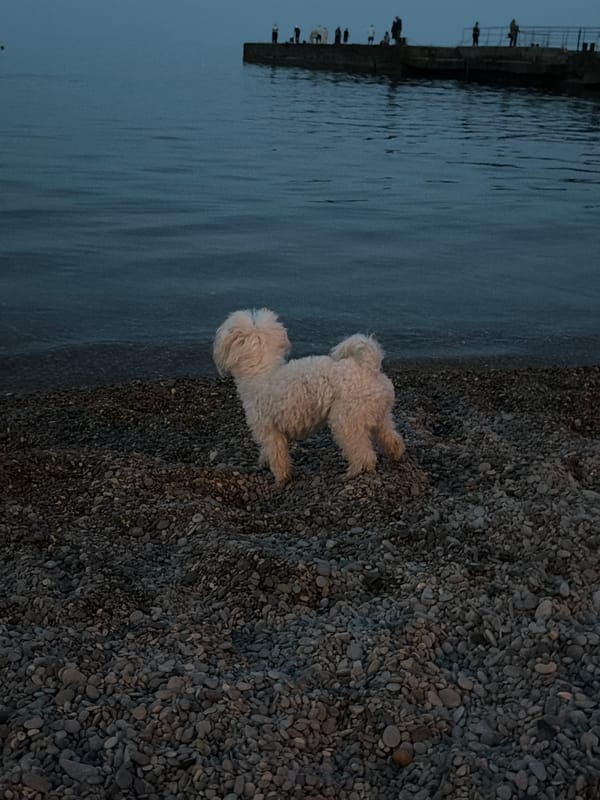 Dusk at a Crimean pebble beach with a fluffy white dog