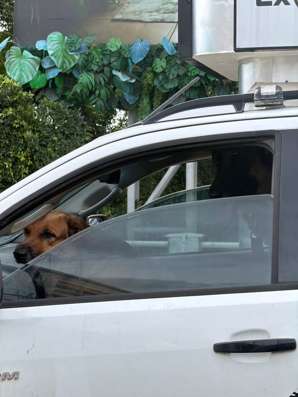 Dog in a truck, roadside chickens, and snacks in Choeng Thale