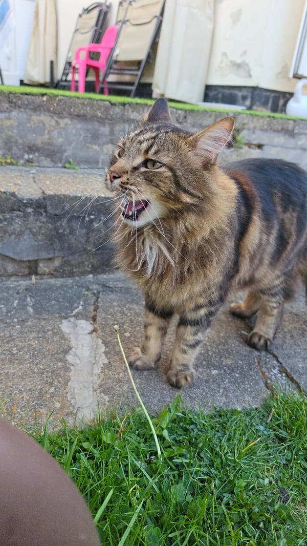 Tabby cat photographed during outdoor interaction in London