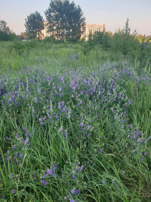 Afternoon wildflower picking in a sunny meadow
