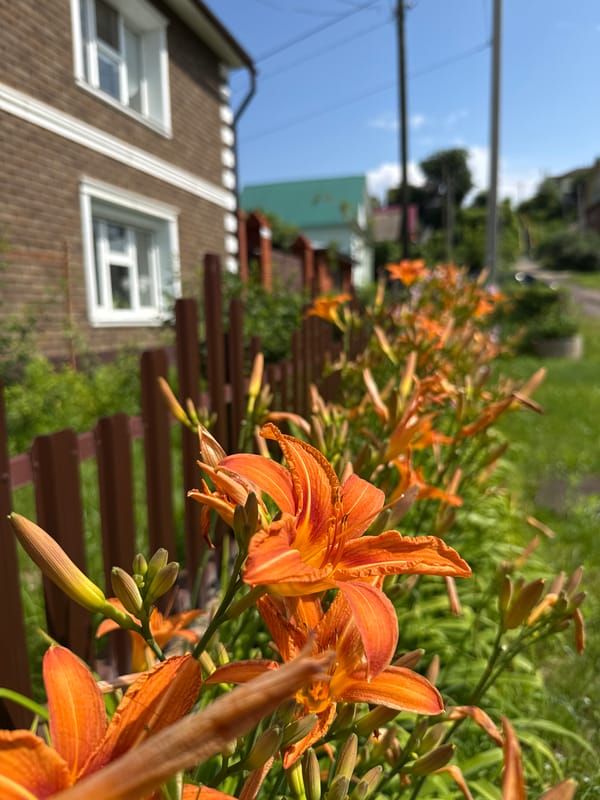 Garden flowers and home décor in a Votkinsk residence