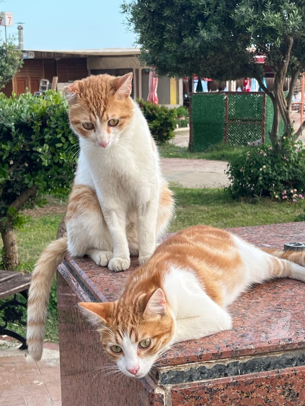 Two cats lounge on granite structure near Alanya beach