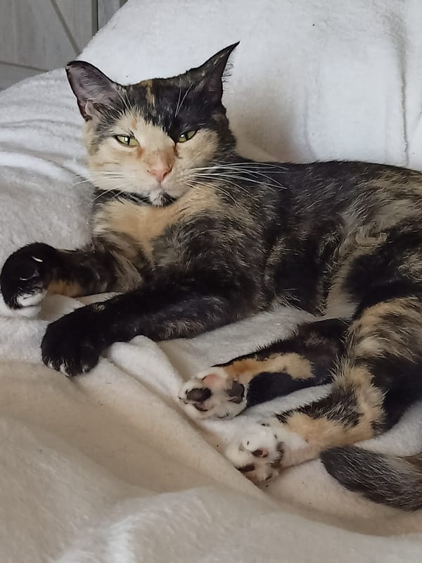 Calico cat relaxing and grooming on soft blankets in Amarillo