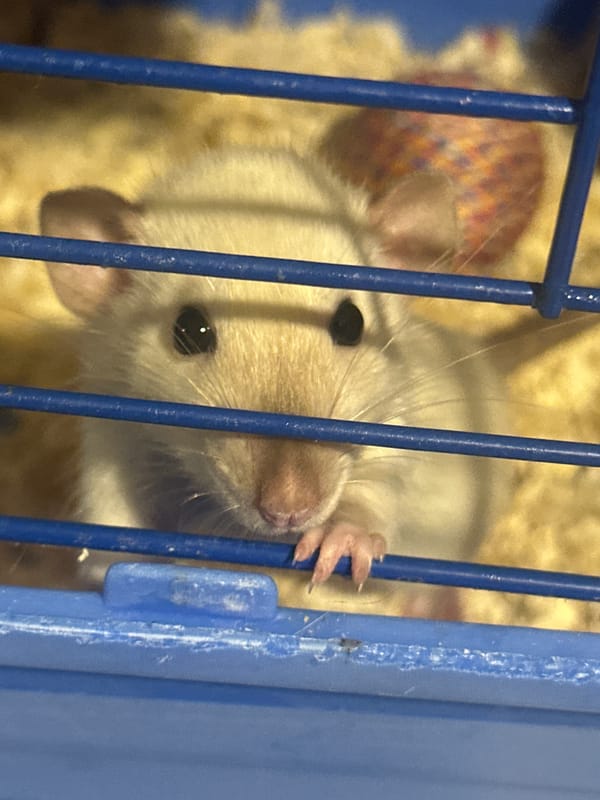 Domestic pets photographed in Stavropol homes during evening hours