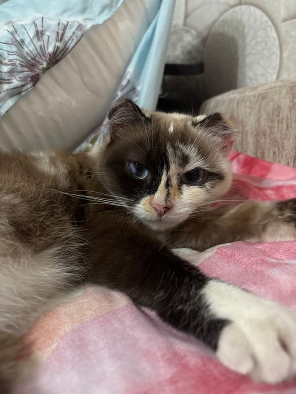 Cat rests peacefully on blankets in Russian home