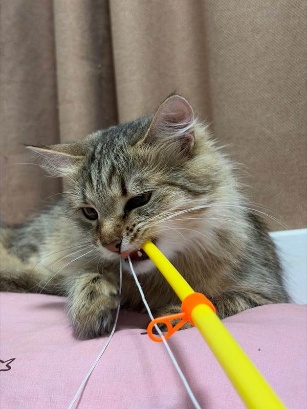 Cats, rats, and home moments from a Chaikovsky evening