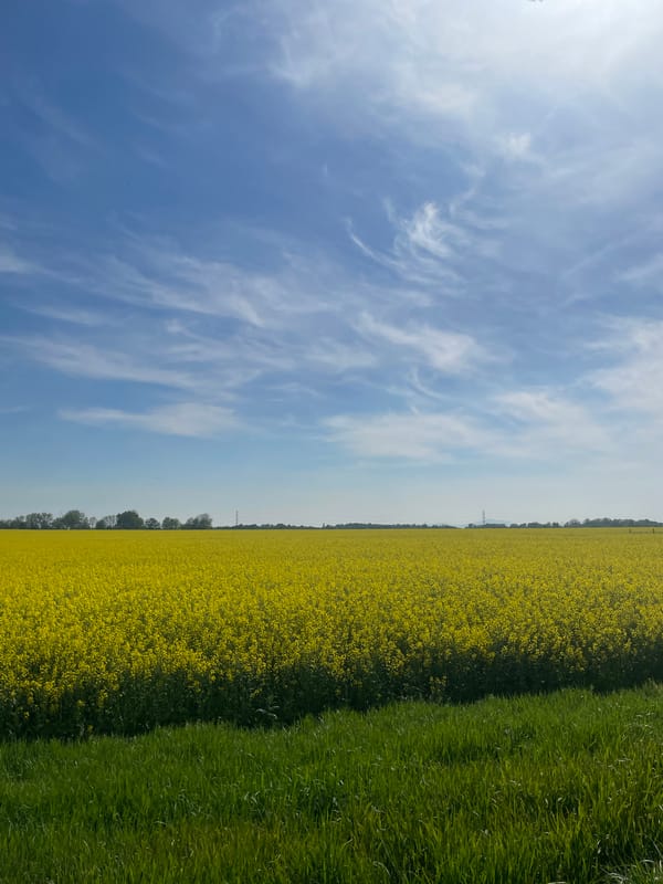 Rapeseed field blooms under spring sky in Wysoka, Poland