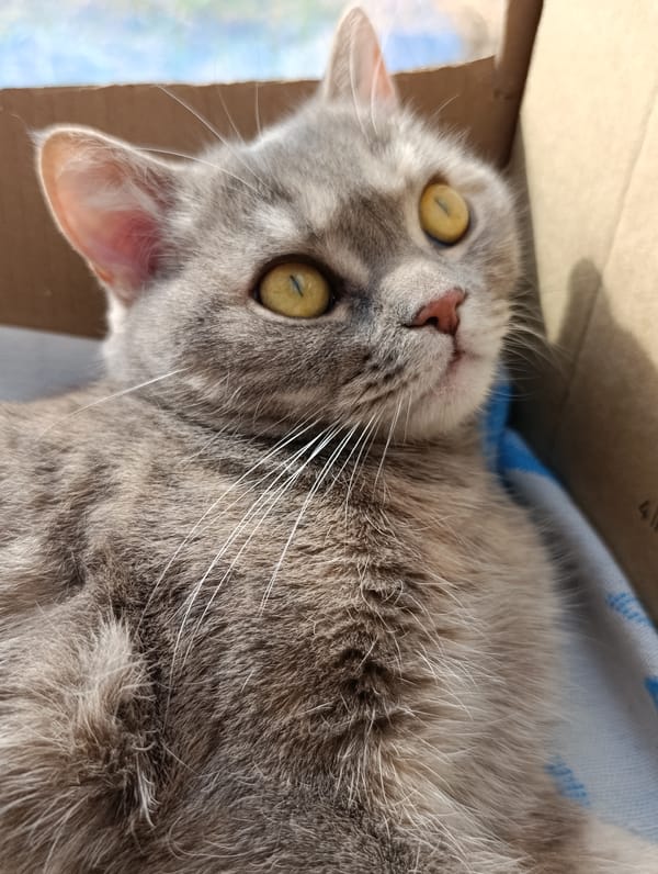 Woman and cat photographed during casual morning in Chaikovsky