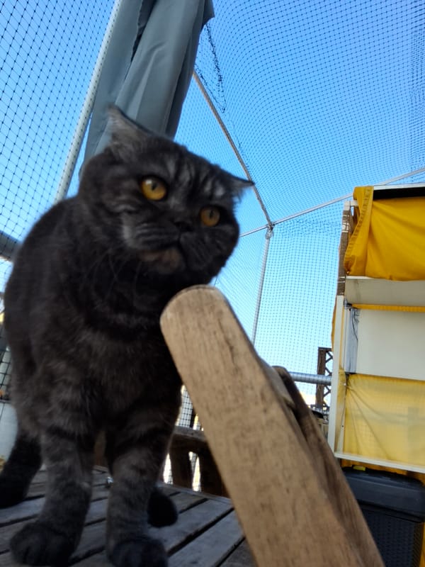 Cats lounging, climbing, and balcony-watching in Warsaw