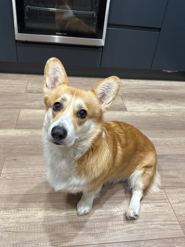 Woman takes selfies with corgi in Russian kitchen