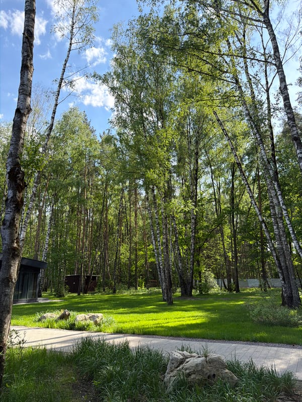 Sunlit birch trees observed in Moscow park setting