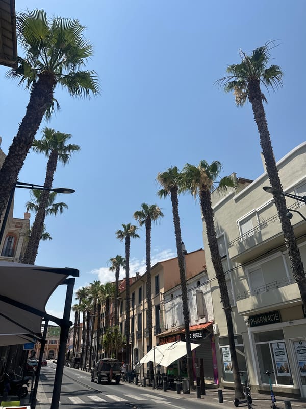 Lunch break on a palm-lined boulevard in Perpignan