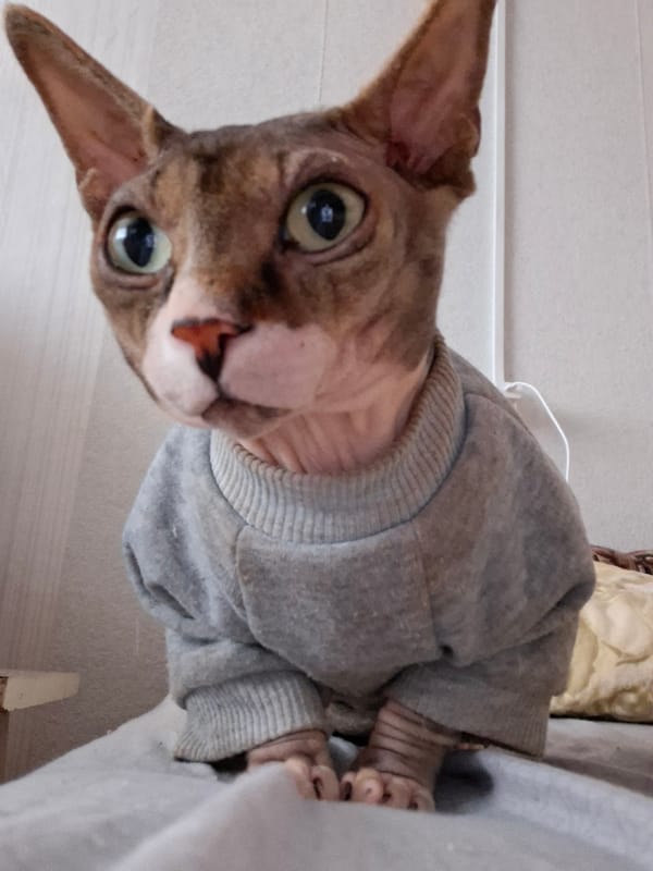 Cats photographed in rural Belarus home during morning hour