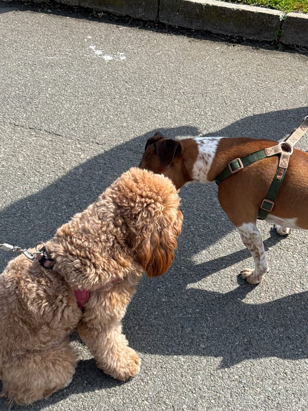 Morning life captured across Burgas streets and beaches