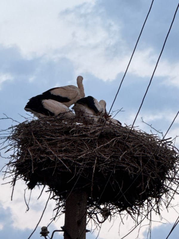 Storks nesting and perching on utility poles in rural Bulgaria