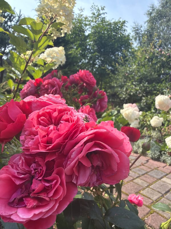 Summer garden in Ladushkin, roses and blooms up close