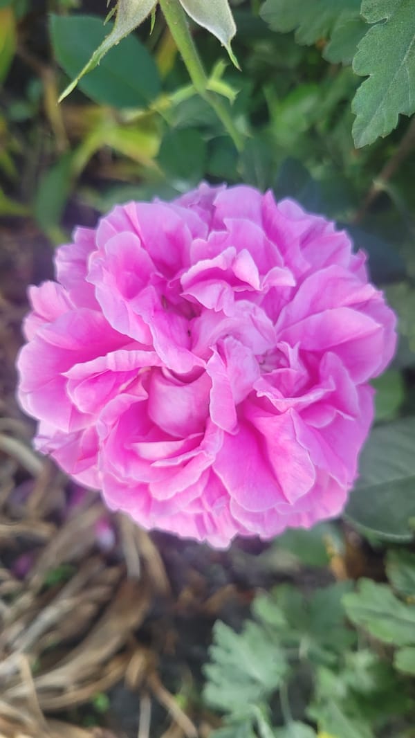 Garden walk: flowers, fruit, lawn, and a sandbox at dusk