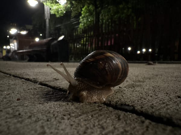 Snail spotted on cracked sidewalk in Tbilisi at night