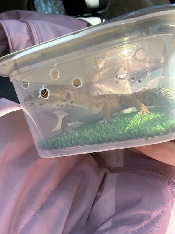 Pet owner transports gecko through Moscow with cat companion