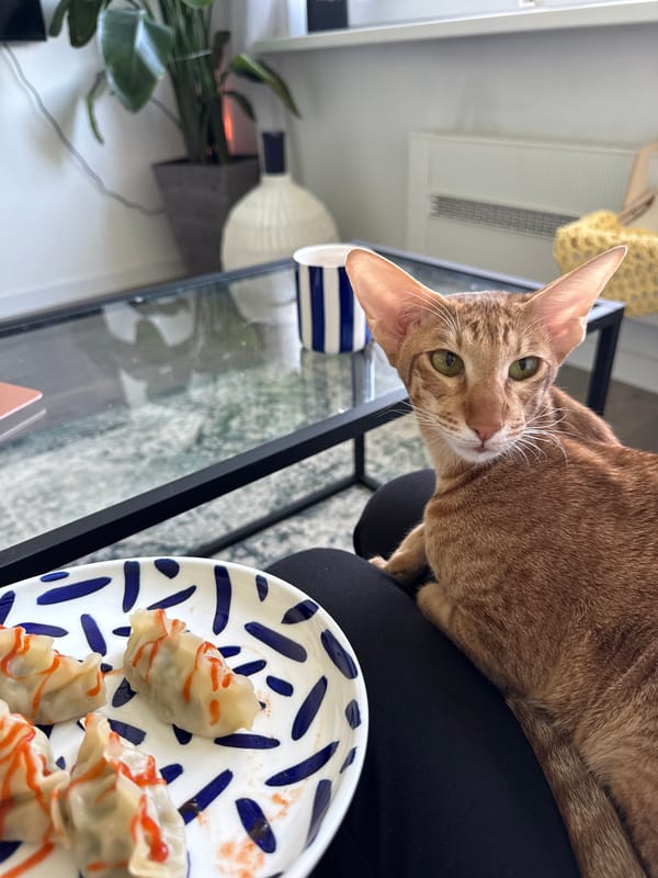 Quiet domestic moments recorded in Khimki: cat, dumplings, decorative charms