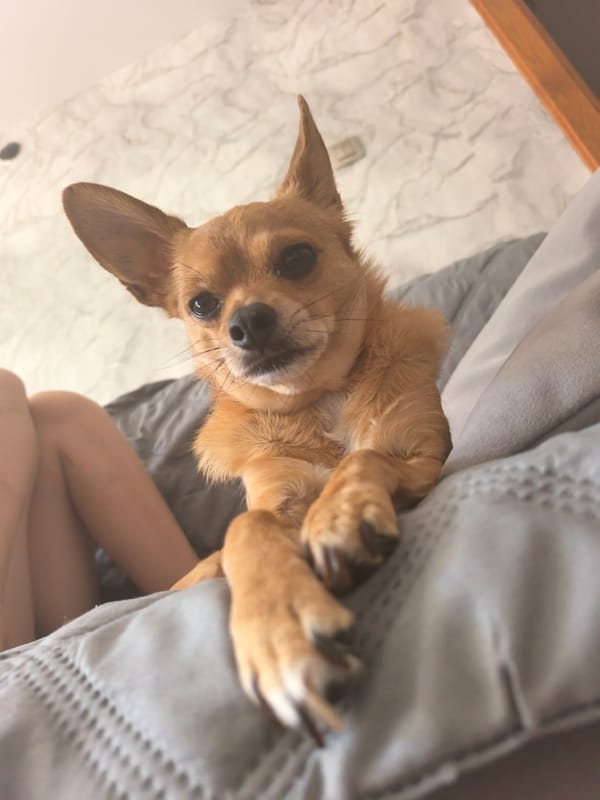 Toddler and chihuahua meet at home in Chaikovsky