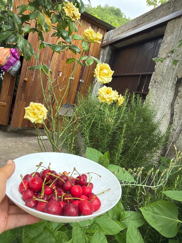 Summer afternoon at a Shepsi home: cats, garden blooms, and cherries