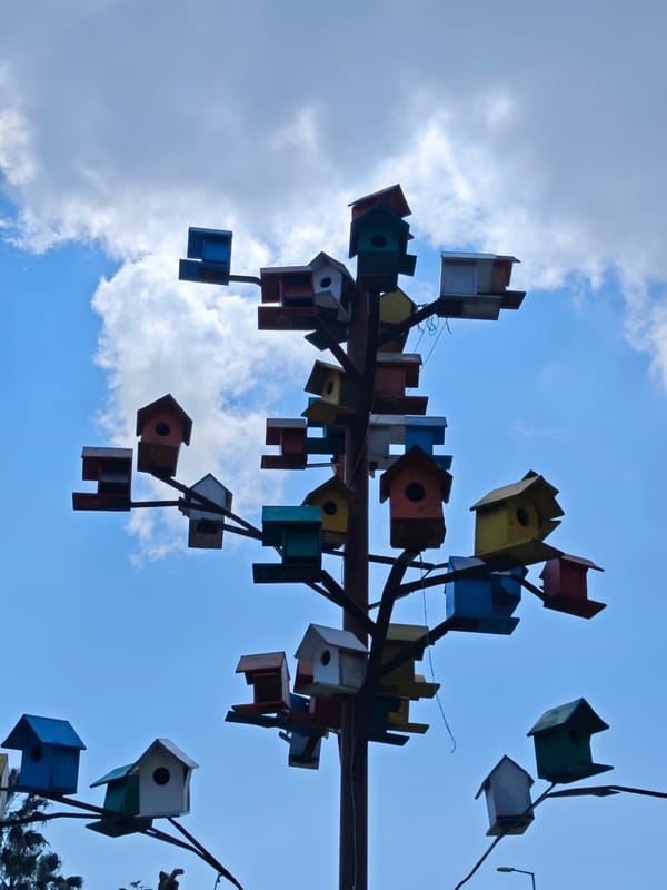 Morning wildlife activity documented across Finike, Turkey waterfront