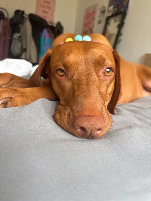 Vizsla dog receives gentle massage treatment in Sofia home