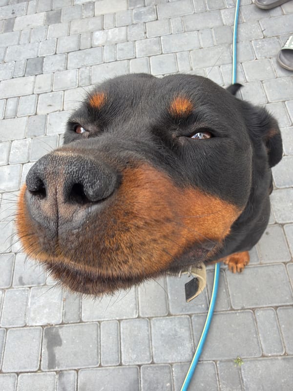 Friday morning dog pics and a TGIF graphic