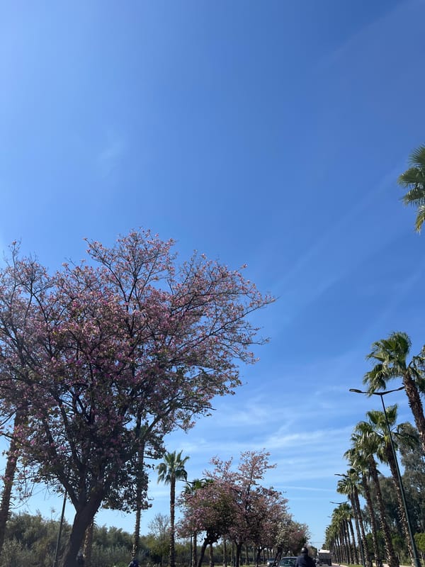 Spring blooms color Marrakesh street under clear skies