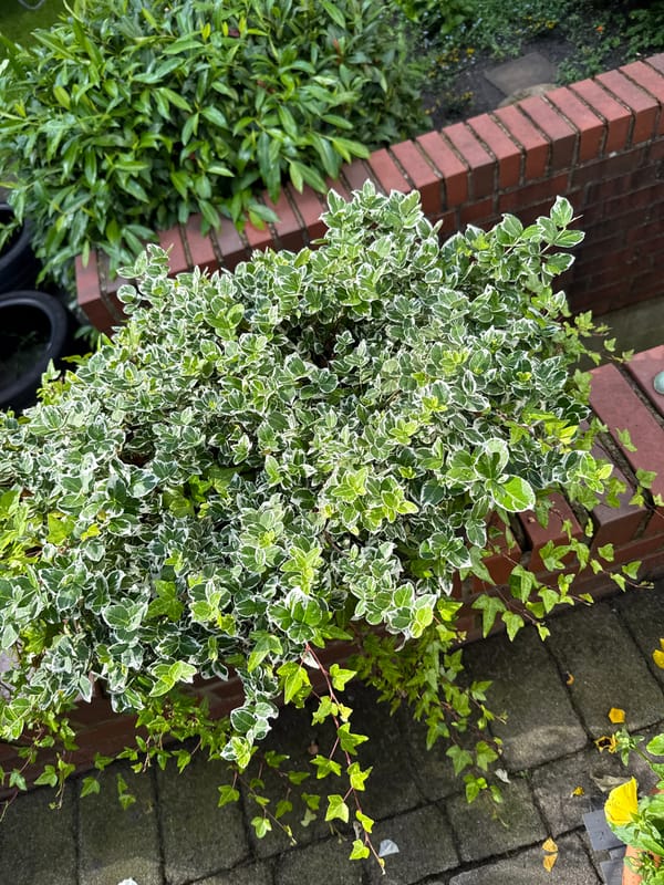 Morning at a Lastrup home: cars, cats, and a garden